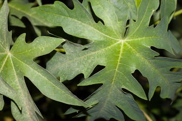 green leaves of oak
