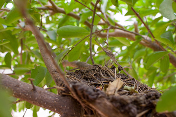 small bird nest