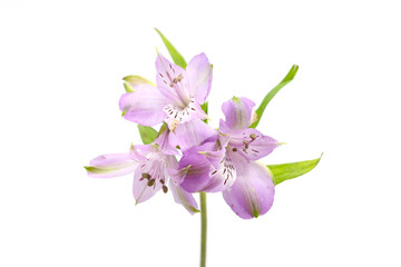 Naklejka na ściany i meble lilac isolated on white background