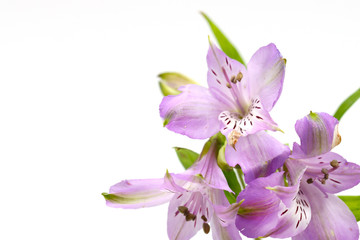 pink lily isolated on white