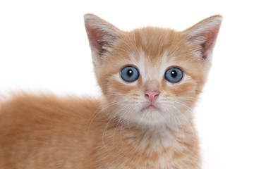 Cute yellow tabby kitten isolated on white
