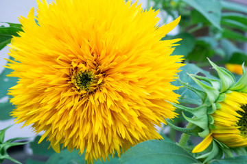 yellow dandelion flower