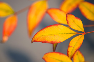 Naklejka na ściany i meble Selective focus of yellow autumn leaves.