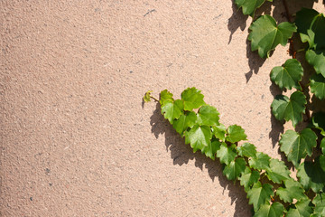 ivy on the wall