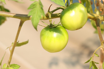 green tomatoes on vine