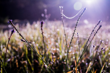 lavender field in the morning, sunrise, morning details