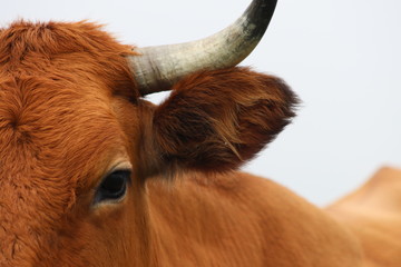 vaca 