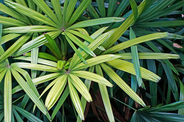 Broadleaf lady palm (Rhapis excelsa)