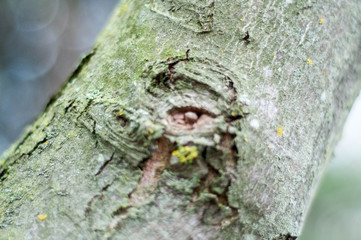 eye in a tree