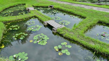 夏のスイレン池の情景