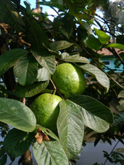 Guava fruits has vitamin c best for health. Guava fruits on tree in garden with fruits closeup