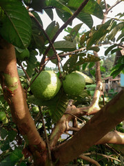 Guava fruits has vitamin c best for health. Guava fruits on tree in garden with fruits closeup