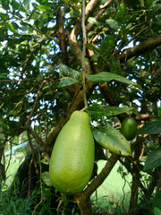 Guava fruits has vitamin c best for health. Guava fruits on tree in garden with fruits closeup