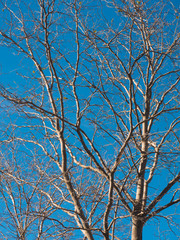 Fototapeta na wymiar View of old white tree with no leafs on a blue sky
