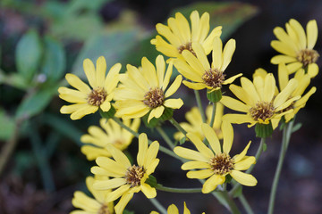 秋に遠州三山を巡る