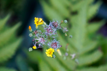 Wild yellow flowers (Crepis japonica)