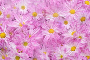 Pink Chrysanthemum for flowers background