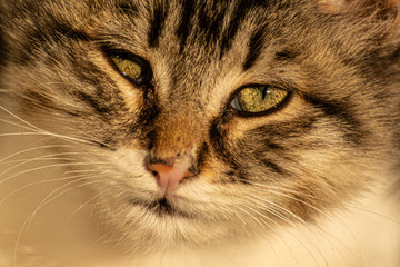 mirada en primer plano de felino atigrado 