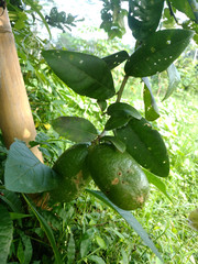 green lemons on tree in garden. Organic lemons on tree with fruits closeup