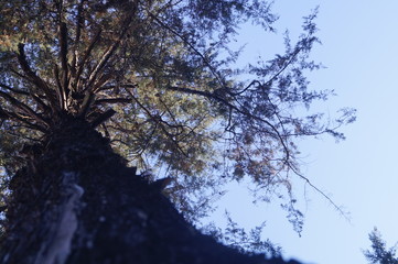 Obraz premium paisagem de uma árvore vista de baixo para cima