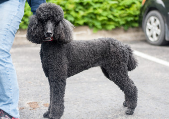 poodle