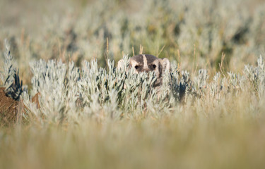 Badger