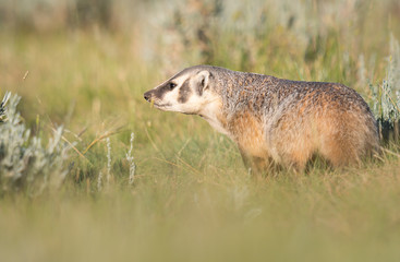 Badger