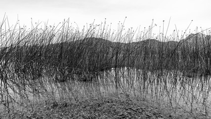 Fototapeta premium Seeufer am Fuschlsee in Salzburg
