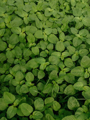 Young baby green spinach leaves. Fresh spinach in garden. Green leaves background.