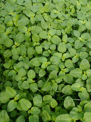 Young baby green spinach leaves. Fresh spinach in garden. Green leaves background.