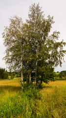 Birkenb&auml;ume am Fuschlsee in Salzburg