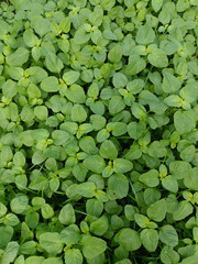 Young baby green spinach leaves. Fresh spinach in garden. Green leaves background.