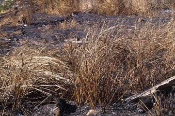floresta com folhas secas, queimadas e quase totalmente desmatada