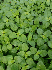 Young baby green spinach leaves. Fresh spinach in garden. Green leaves background.