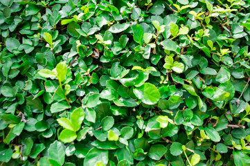 Fototapeta na wymiar Fresh green leaf background picture