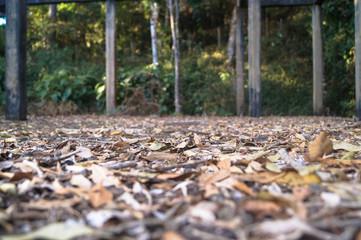 lugar abandonado no meio da floresta com bastante folhas secas 