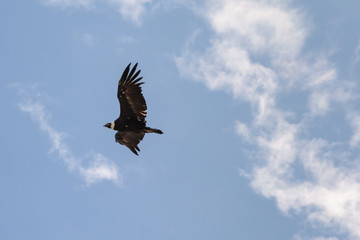 Condor con en pleno vuelo con sus alas extendidas 