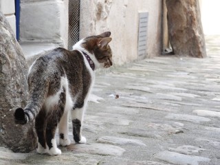 路地で考えごとをする猫/Cat see and think about something