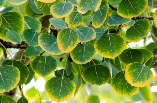 Green aspen leaves turning yellow around their edges.