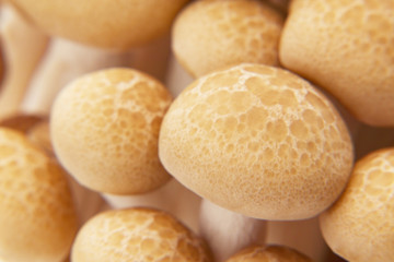 しめじ　アップ　素材