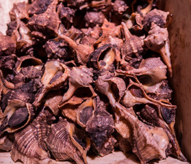 Closeup of brown shellfish in the seafood market