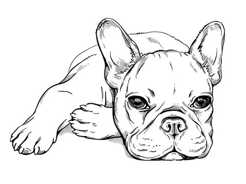 French Bulldog Drawing Images – Browse 18,297 Stock Photos, Vectors, And  Video | Adobe Stock