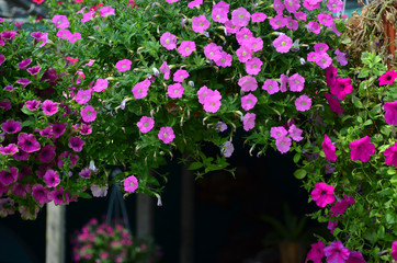 Fototapeta premium Beautiful hanging colored morning glory flowers on dark background