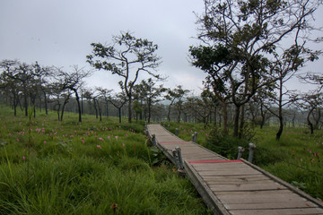 Walkway stone path in forest  by vegetation