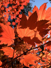 Bright orange maple leaves on a sunny day in the fall
