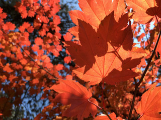 Naklejka na ściany i meble Bright orange maple leaves on a sunny day in the fall 