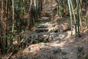 Walkway stone path in forest  by vegetation