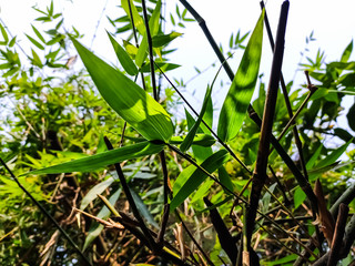 Lighted bamboo leaf close-up shot in the morning when sunlight fall on it.