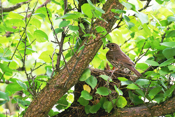 The songbird (Latin Turdus philomelos) brought food to its nestlings. Nest is bowl-shaped and made from dry stems of herbaceous plants.