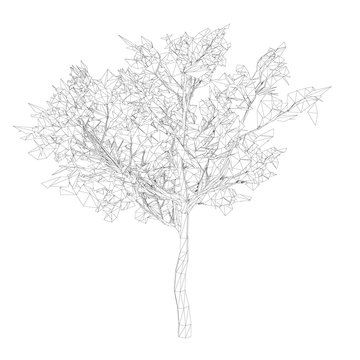 Wood wireframe made of black lines on a white background. Isolated tree on a white background. 3D. Vector illustration